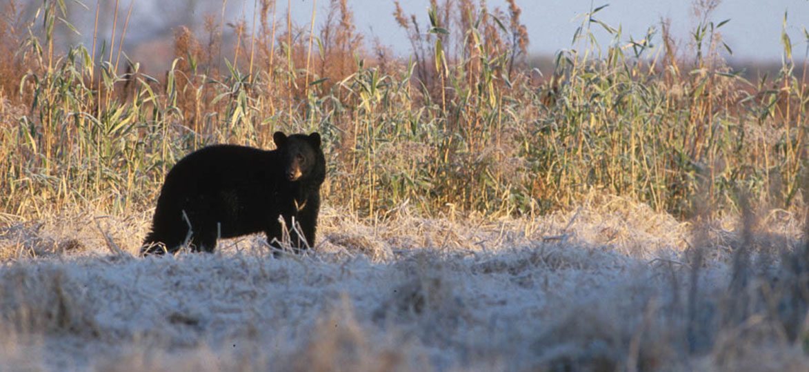 How to Find Black Bears in the Spring - Gear Guide Pro